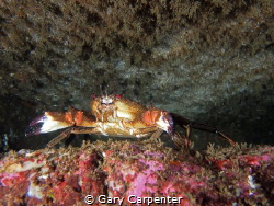 Velvet swimming crab (Necora puber) - Picture taken in Ke... by Gary Carpenter 